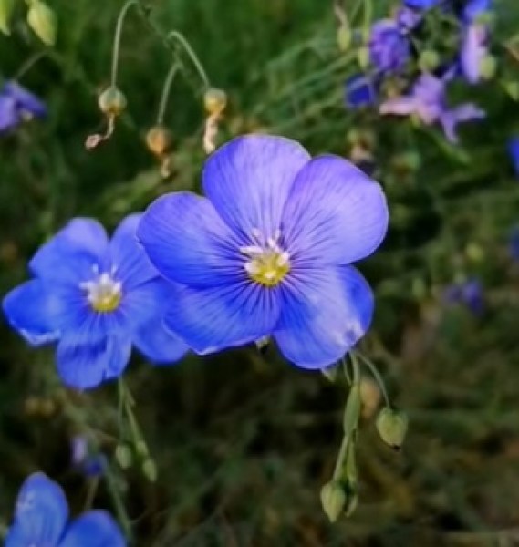 linum perenne